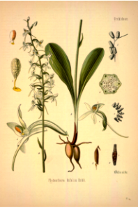 Lesser butterfly-orchid. Platanthera bifolia. Kohler's Medizinal-Pflanzen band.1 (1887). Free illustration for personal and commercial use.