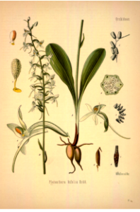 Lesser butterfly-orchid. Platanthera bifolia. Kohler's Medizinal-Pflanzen band.1 (1887)