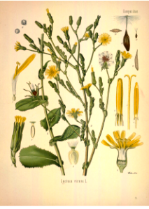 Bitter lettuce, Wild lettuce. Latuca virosa. Kohler's Medizinal-Pflanzen band.1 (1887). Free illustration for personal and commercial use.
