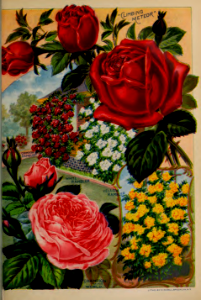 Climbing Roses, Meteor, Yellow Rambler, and White Rambler. John Lewis Childs seed catalog (1898).. Free illustration for personal and commercial use.