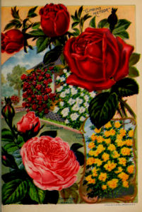 Climbing Roses, Meteor, Yellow Rambler, and White Rambler. John Lewis Childs seed catalog (1898).