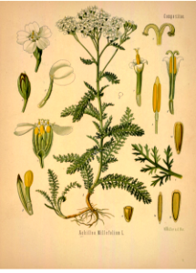Common Yarrow. Achillea millefolium. Kohler's Medizinal-Pflanzen band.1 (1887)