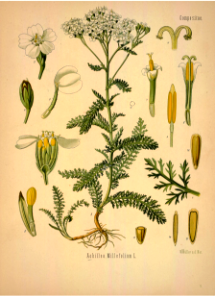 Common Yarrow. Achillea millefolium. Kohler's Medizinal-Pflanzen band.1 (1887). Free illustration for personal and commercial use.