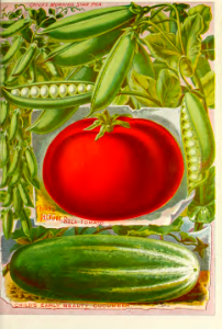 Cucumber, tomato, peas. John Lewis Childs (1895)