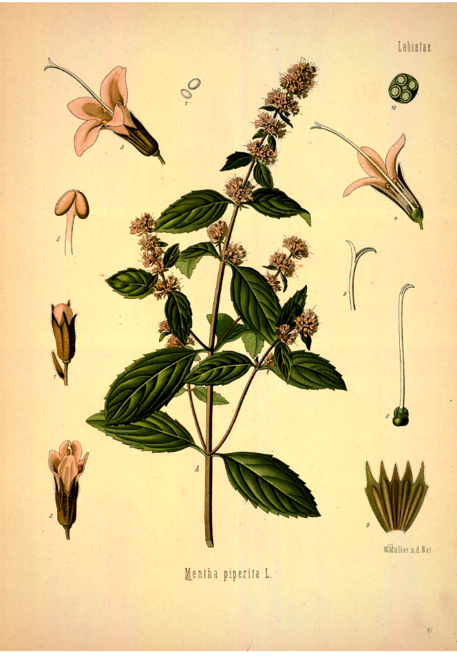 Peppermint. Mentha piperita. Kohler's Medizinal-Pflanzen band.1 (1887)