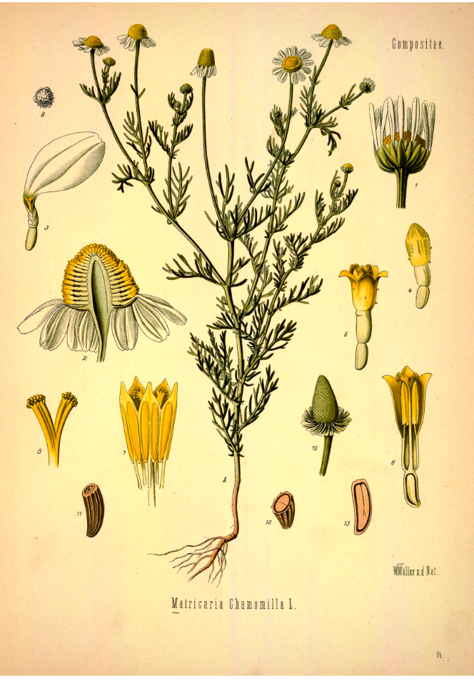Chamomile. Matricaria chamomille. Kohler's Medizinal-Pflanzen band.1 (1887)