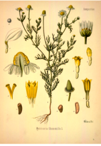 Chamomile. Matricaria chamomille. Kohler's Medizinal-Pflanzen band.1 (1887). Free illustration for personal and commercial use.