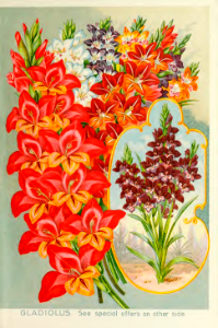 Gladiolus. John Lewis Childs 1895