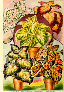 Coleus, Giant Rainbow Leaved. John Lewis Childs (1900)