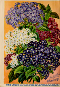Heliotrope, early flowering. John Lewis Childs seed catalog (1898).. Free illustration for personal and commercial use.