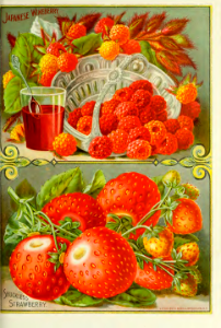Japanese wineberry and strawberries. John Lewis Childs 1895. Free illustration for personal and commercial use.