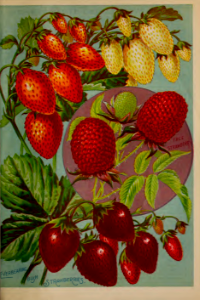 Strawberries, alpine everbearing. John Lewis Childs seed catalog (1898).
