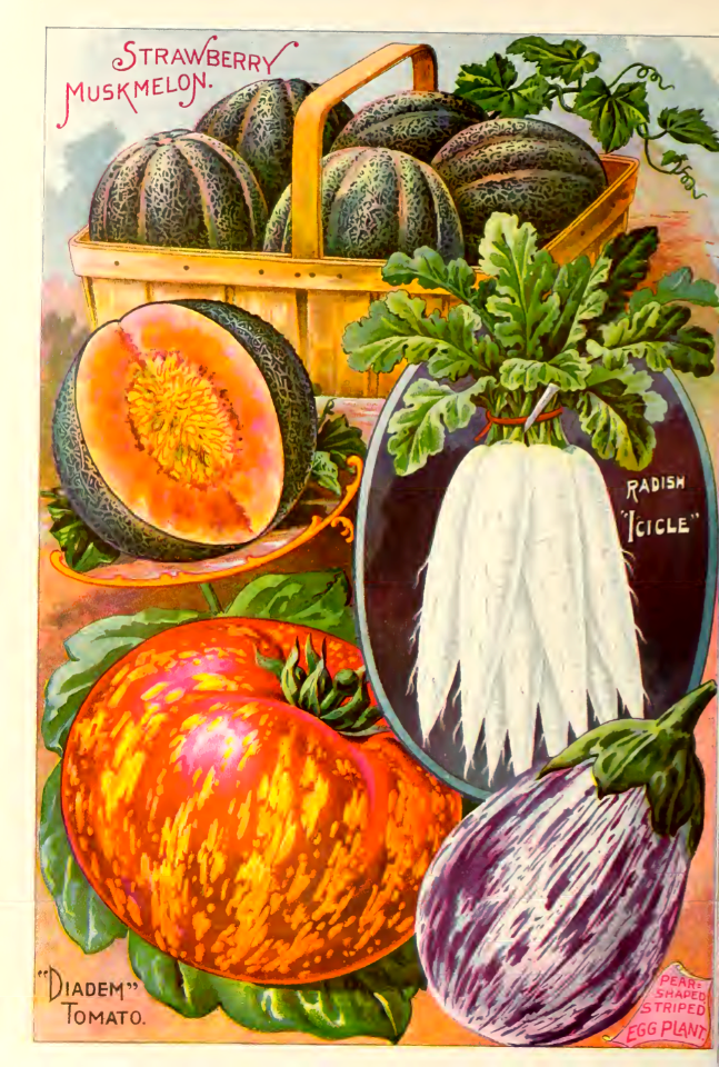 Tomato, eggplant, radish, melon. John Lewis Childs (1900)