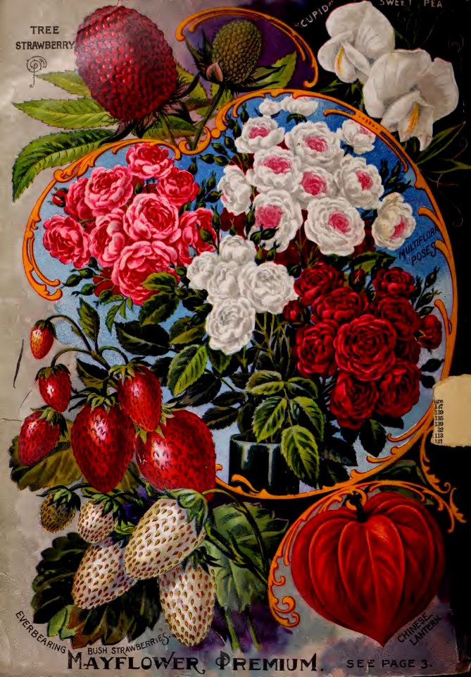 Roses, strawberries, Chinese lantern plant, tree strawberry. John Lewis Childs seed catalog (1898).