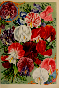 Sweet peas. John Lewis Childs seed catalog (1898).. Free illustration for personal and commercial use.