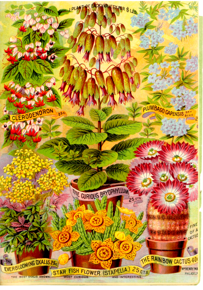 Maule's seed catalogue for 1891.