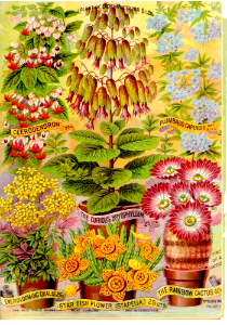 Maule's seed catalogue for 1891.