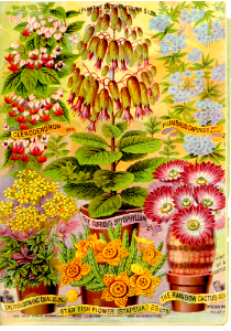 Maule's seed catalogue for 1891.. Free illustration for personal and commercial use.