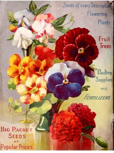 Pansy, nasturtium and sweet pea. 1906 annual catalogue : Otto Schwill & Co.. Free illustration for personal and commercial use.