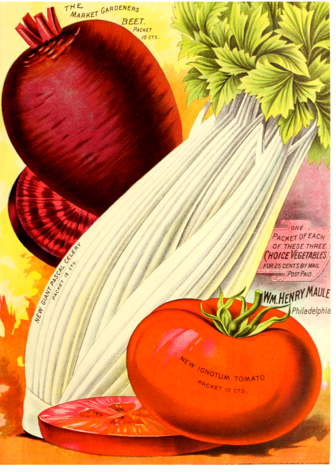 Tomato, beet, celery. Maule's seed catalogue for 1891.