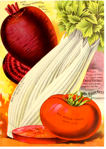 Tomato, beet, celery. Maule's seed catalogue for 1891.