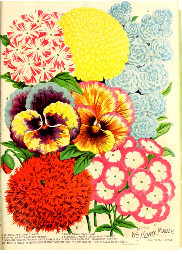 Peony poppy, pansy, stock, and yellow aster. Maule's seed catalogue for 1891