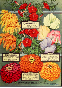 Cardinal climber, sweet peas, zinnias, and celosia. The Maule seed book for 1920. Free illustration for personal and commercial use.