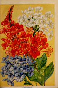 Plumbago, blue and white. John Lewis Childs seed catalog (1898).