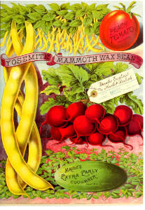Beans and radishes. Maule's seed catalogue for 1891 beans radishes.