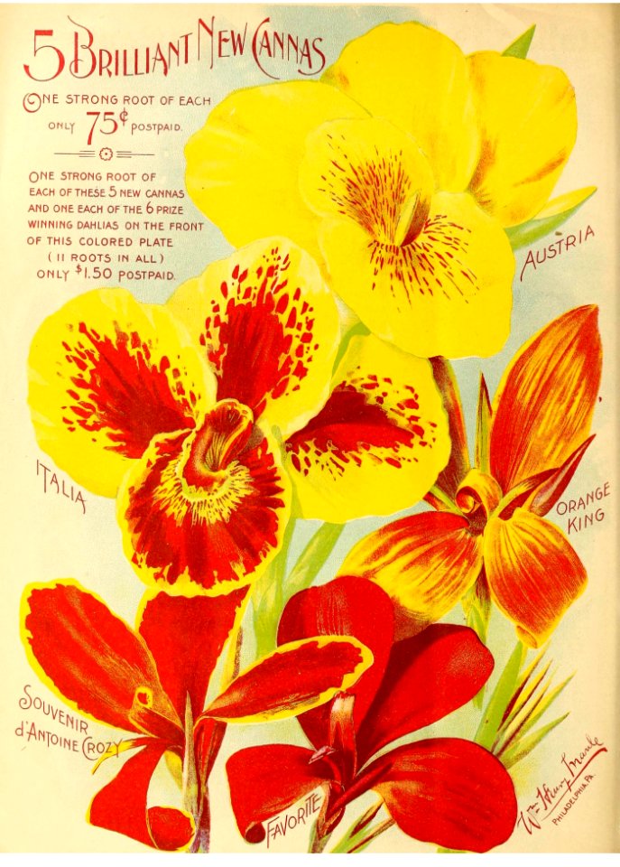 Maule's seed catalogue - 1898 cannas