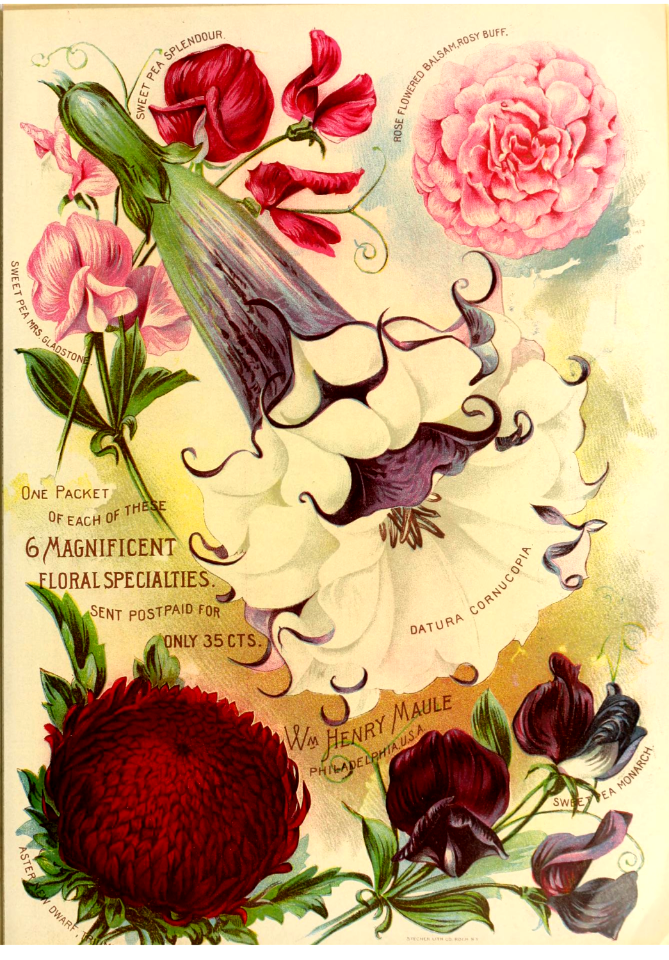 Angels trumpet. Maule's seed catalogue (1896)