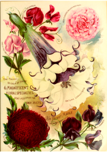 Angels trumpet. Maule's seed catalogue (1896)