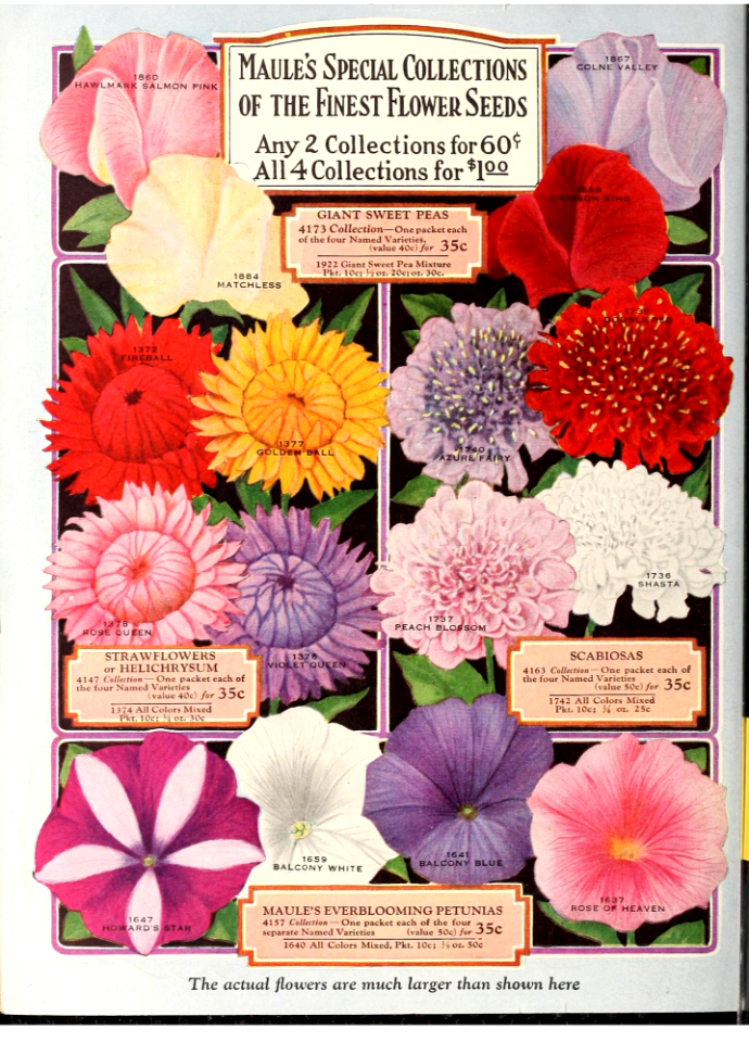 Strawflowers, petunias, sweet peas, scabiosas. Maule's seed book (1930)