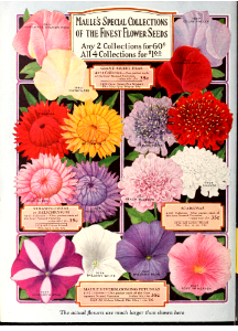 Strawflowers, petunias, sweet peas, scabiosas. Maule's seed book (1930). Free illustration for personal and commercial use.