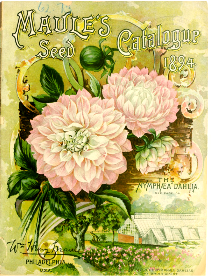 The Nymphaea dahlia. Maule's seed catalogue (1896)