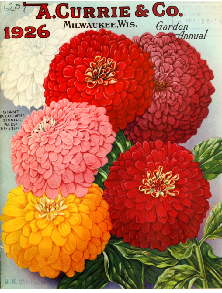 Giant Dahlia Flowered Zinnias. A. Currie & Company (1926)