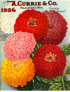 Giant Dahlia Flowered Zinnias. A. Currie & Company (1926). Free illustration for personal and commercial use.