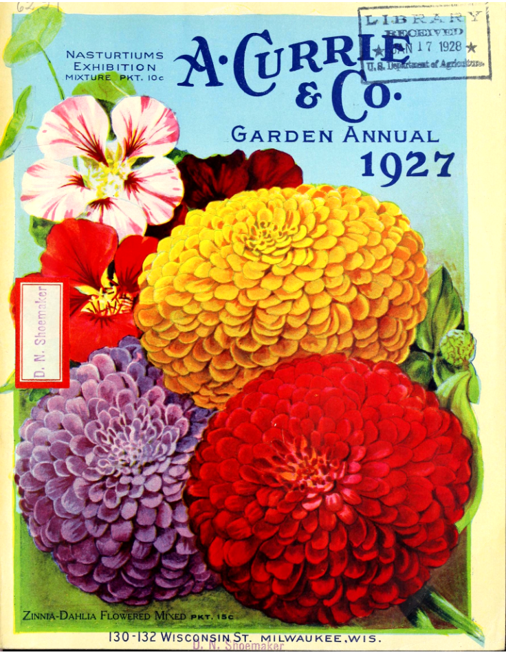Zinnias. A. Currie & Company (1927)