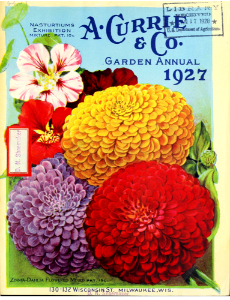 Zinnias. A. Currie & Company (1927). Free illustration for personal and commercial use.