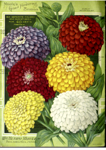 Giant Flowering Zinnias. The Maule seed book (1917)
