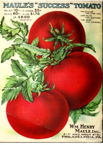 Maule's Success Tomato. The Maule seed book for 1919.