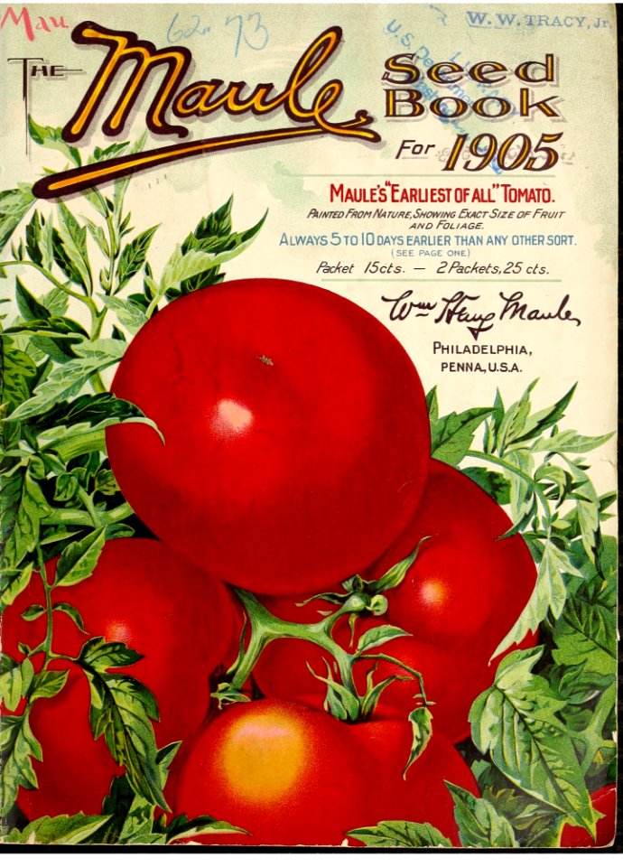 Maule's Earliest of All Tomato. The Maule seed book for 1905.