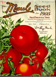 Maule's Earliest of All Tomato. The Maule seed book for 1905.