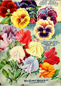 Sweet peas and pansies. The Maule seed book (1915).. Free illustration for personal and commercial use.