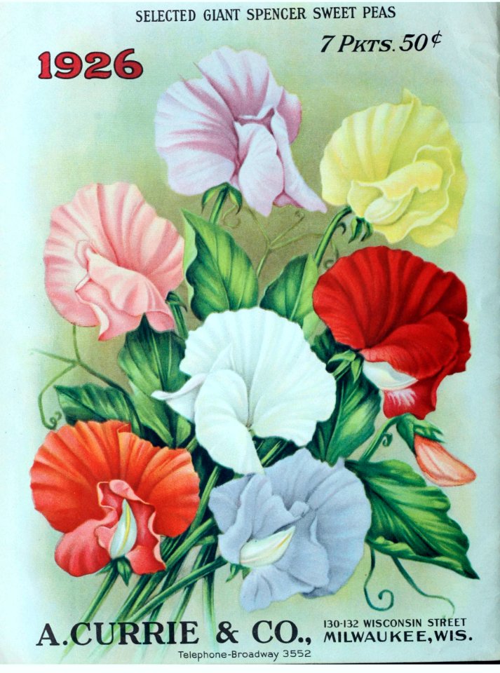 Giant spencer sweet peas. A. Currie & Company (1926).