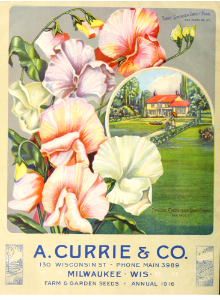 Sweet peas. A. Currie & Company (1916).. Free illustration for personal and commercial use.