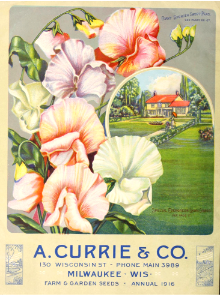 Sweet peas. A. Currie & Company (1916).