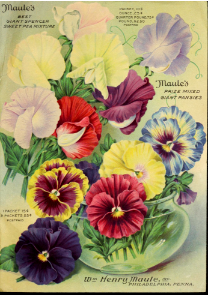 Sweet pea and pansies. The Maule seed book (1917).. Free illustration for personal and commercial use.