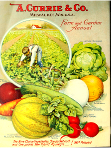 Vegetables, lettuce field. A. Currie & Company, 1919. Free illustration for personal and commercial use.