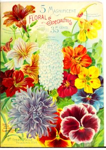 Nasturtiums, asters, pansies. 1900 Maule's seed catalogue.